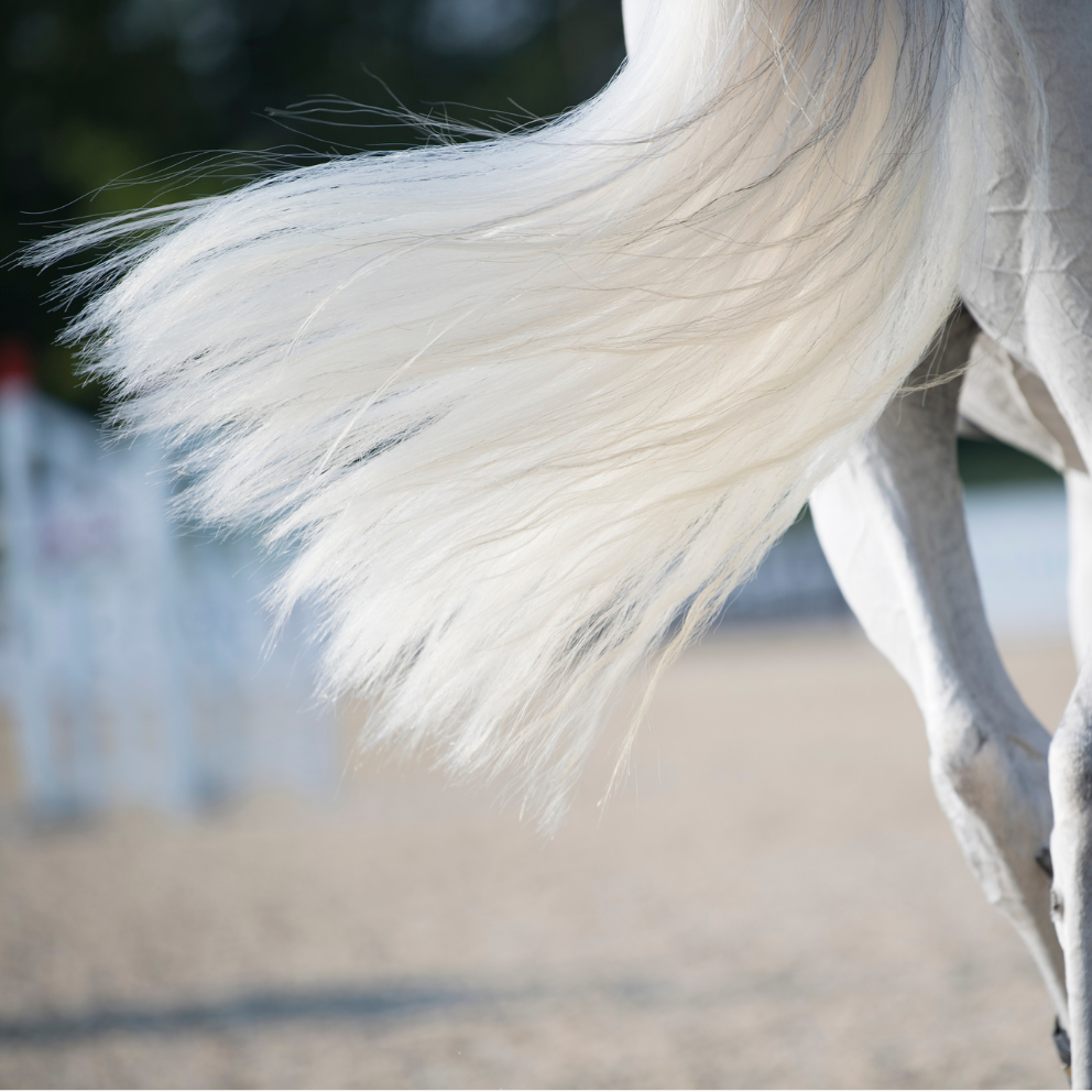 Come Scegliere il Districante Perfetto per il Tuo Cavallo: Guida Professionale