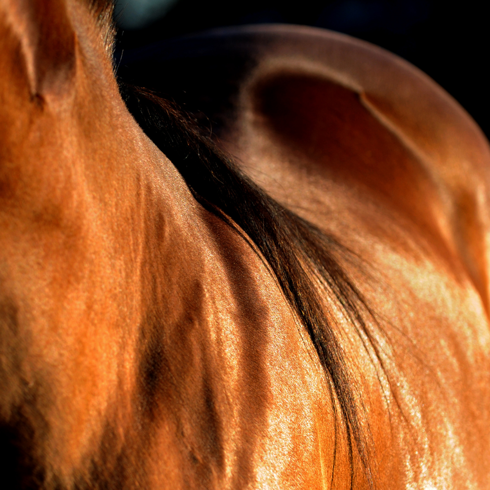 PRESTIGE POWER SHINE - Lucidante Professionale per Cavalli