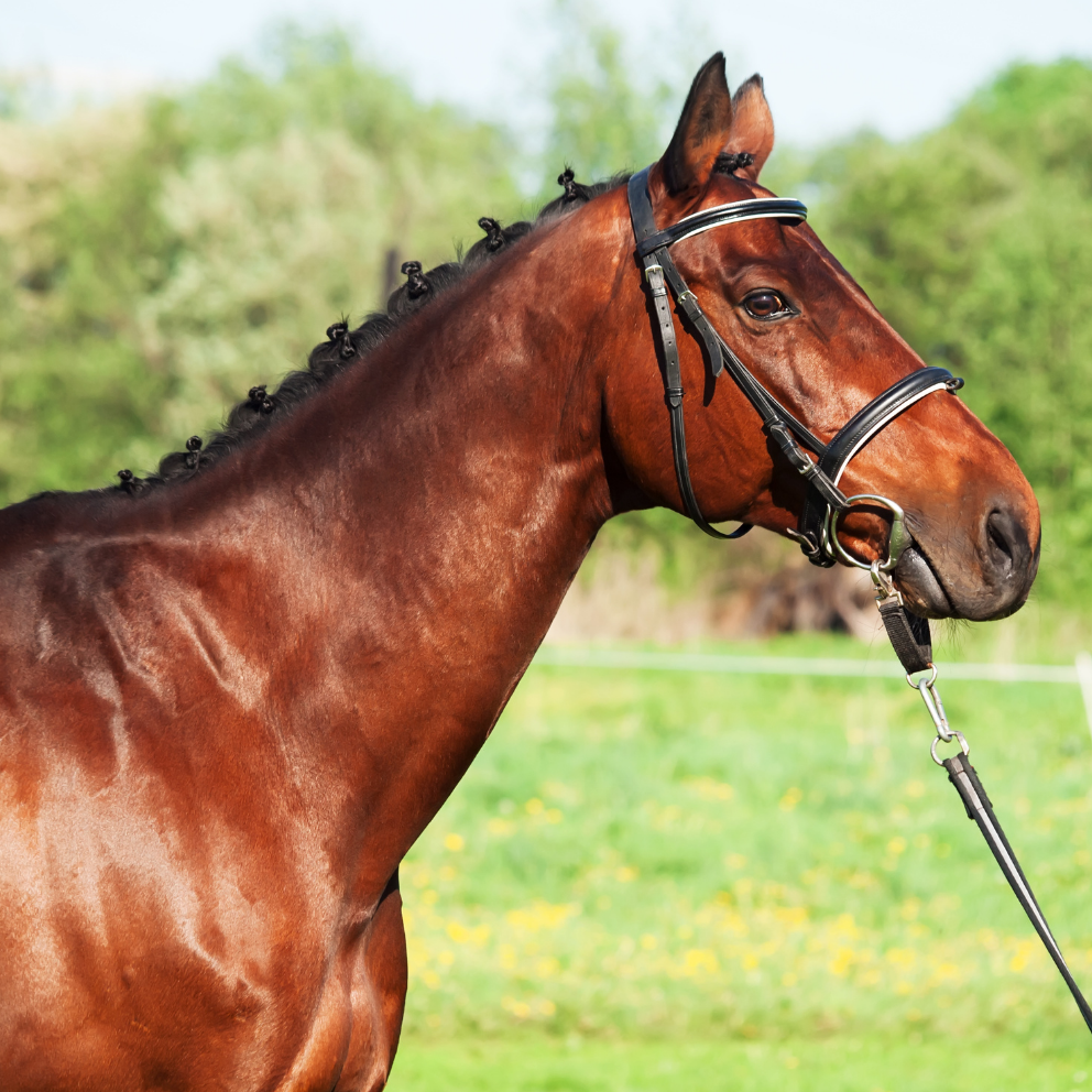 PRESTIGE POWER SHINE - Lucidante Professionale per Cavalli