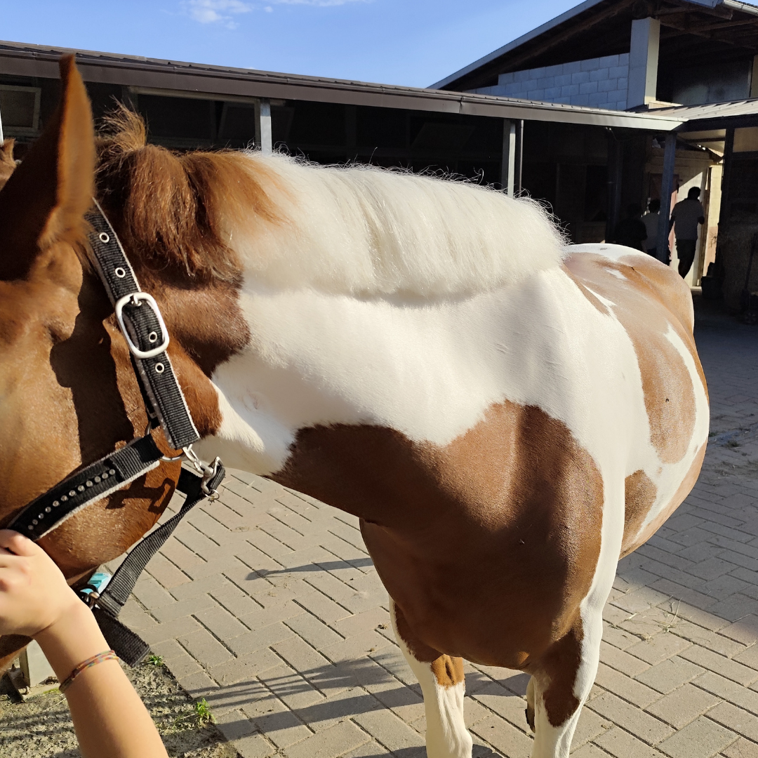 PRESTIGE POWER SHINE – Lucidante Professionale 250 ml