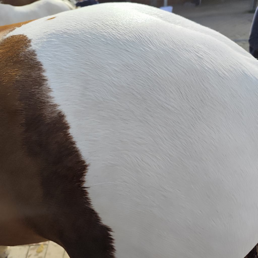 PRESTIGE POWER SHINE – Lucidante Professionale 250 ml