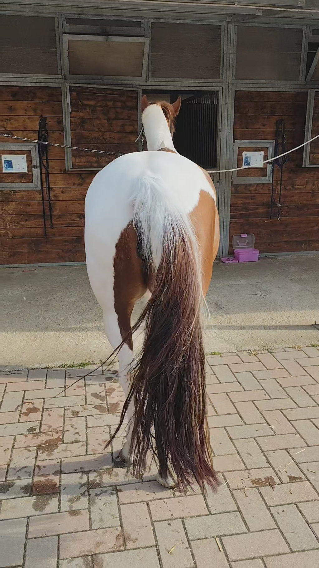 PRESTIGE POWER SHINE – Lucidante Professionale 250 ml